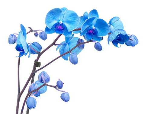 orchid branch with blue flowers