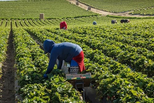 Man harvesting berries in a field